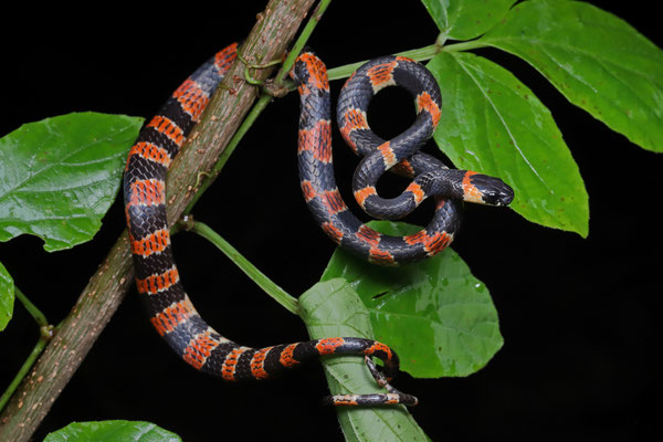 Red-ringed Snail-eater (Sibon anthracops) 