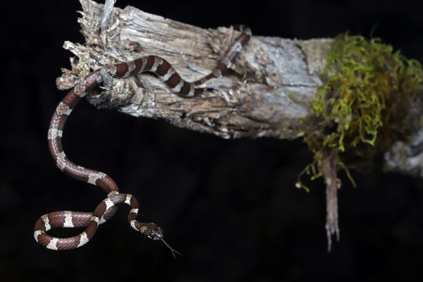 Slender Snail Sucker (Sibon dimidiatus) adult