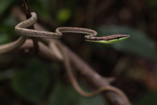 Striped Vine Snake (Oxybelis vittatus)