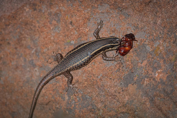 Speckled Rock Skink (Trachylepis punctatissima) eating a grub