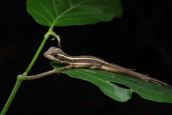 Brown Basilisk (Basiliscus vittatus) juvenile