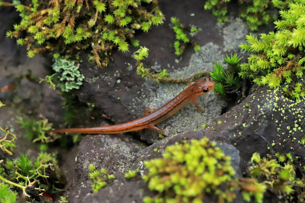 Pygmy Splayfoot Salamander (Chiropterotriton lavae) 