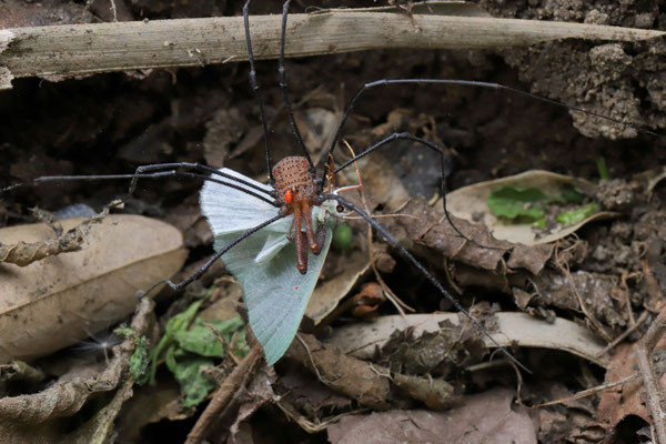 Harvester eating a moth