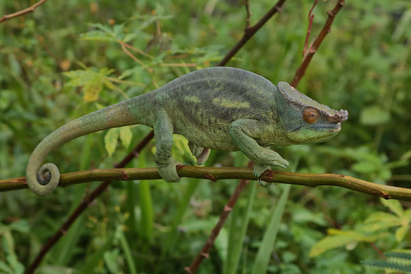 Parson's Chameleon (Calumma parsonii) male