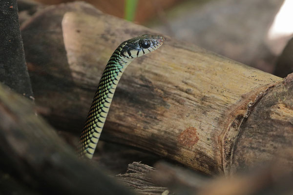Speckled Racer (Drymobius margaritiferus)