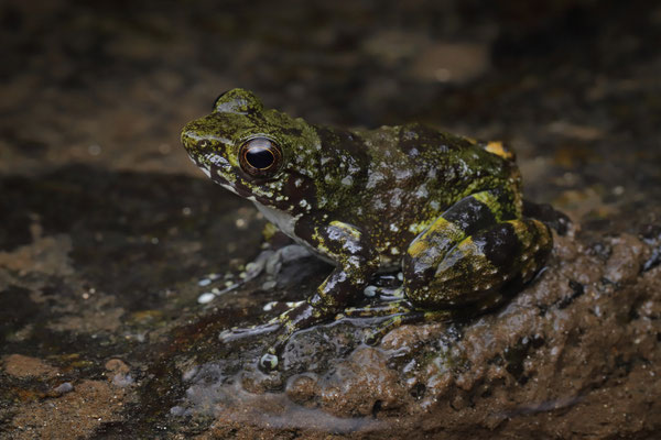 Dumeril's Madagascar Frog (Mantidactylus lugubris)