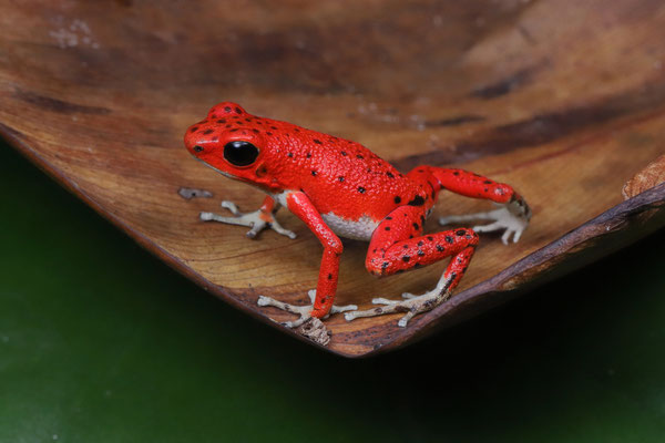 Strawberry Poison Dart Frog (Oophaga pumilio) "Bastimentos"
