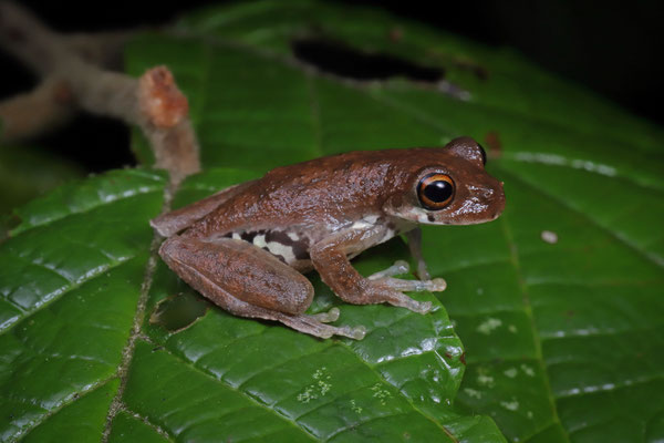 Schultze's Mountain Stream Frog (Ptychohyla leonhardschultzei) male