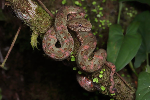Eyelash Palm Pitviper (Bothriechis nigroadspersus) 
