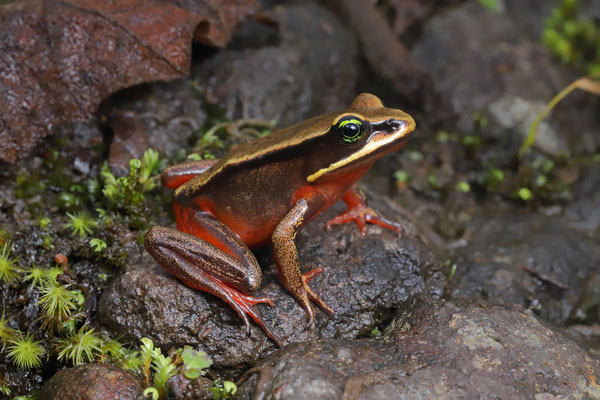 Green-eyed Frog (Lithobates vibicarius)