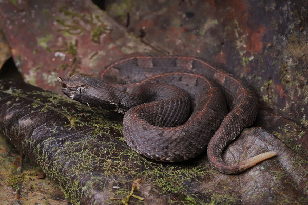 White-tailed Hognosed Pitviper (Porthidium porrasi)