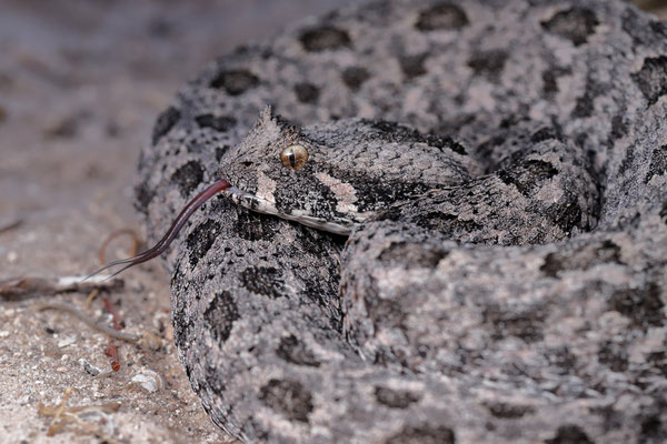  Southern Adder (Bitis armata)