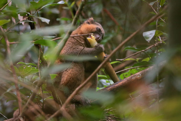 Golden Bamboo Lemur (Hapalemur aureus)