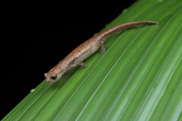 Southern Banana Salamander (Bolitoglossa occidentalis)