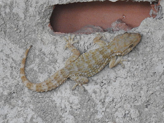 Moorish Gecko (Tarentola mauritanica) © Conrado Requena Aznar
