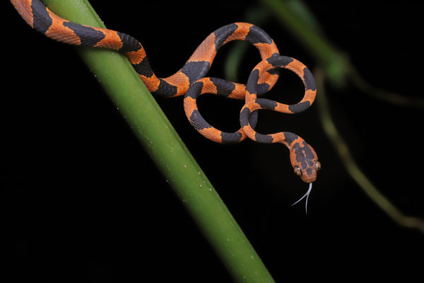 Common Blunt-headed Vine Snake (Imantodes cenchoa) baby with orange colouration.