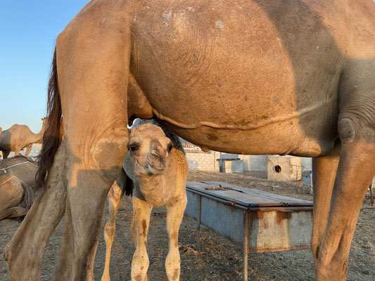 Baby camel checking if those nasty milk thiefs have already left.