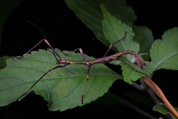 Unknown stick insect