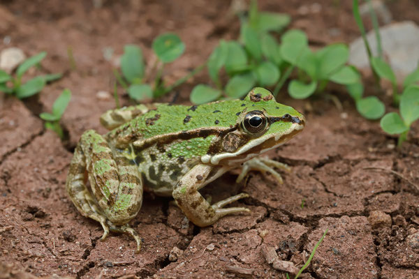 Edible Frog (Pelophylax kl. esculentus) 
