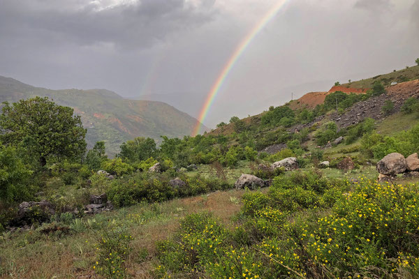 After another big downpour we got treated to a nice rainbow in the habitat of Dotted Dwarf Snake, Eiselt's Dwarf Snake, Worm Snake and Alexander's Worm Lizard.
