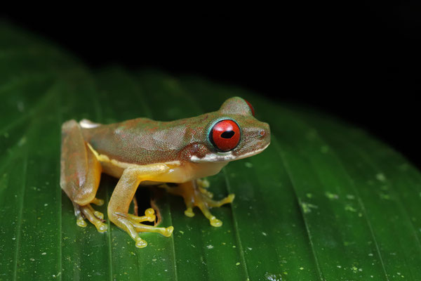 Rufous-eyed Brook Tree Frog (Duellmanohyla rufioculis)