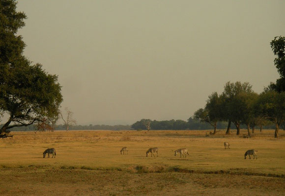 Zebras (Equus quagga) on the Veluwe