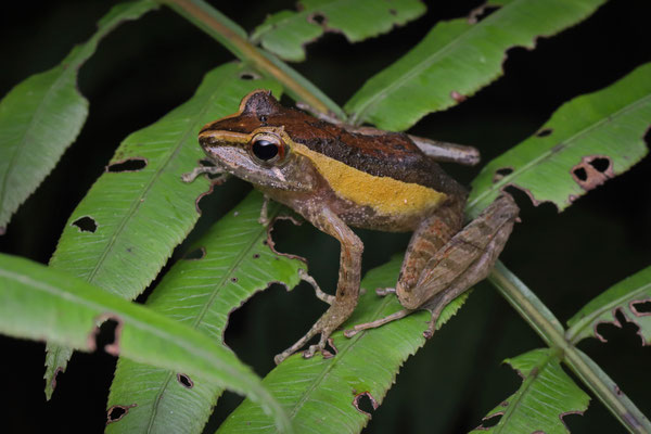 Horned Madagascar Frog (Gephyromantis cornutus)