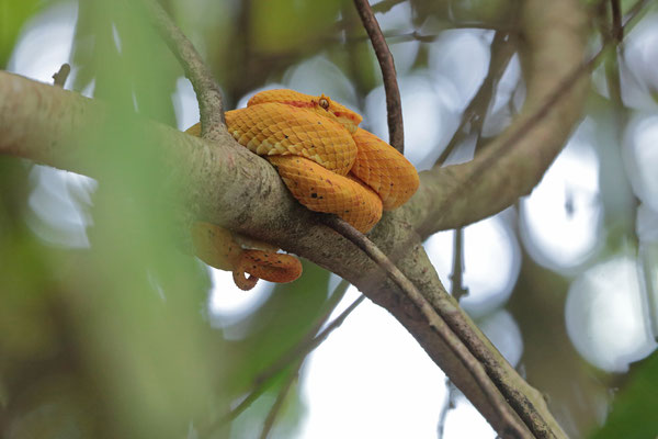Oropel (Bothriechis nigroadspersus)