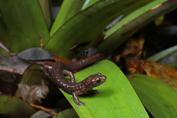Yellow-dotted Webfoot Salamander (Bolitoglossa sooyorum)