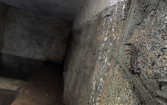 Sette Fratelli Cave Salamander (Speleomantes sarrabusensis)