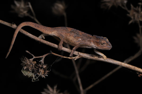 Durban Dwarf Chameleon (Bradypodion melanocephalum)