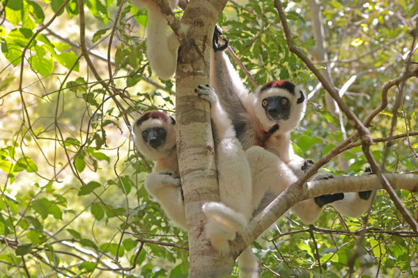 Verreaux's Sifaka (Propithecus verreauxi)