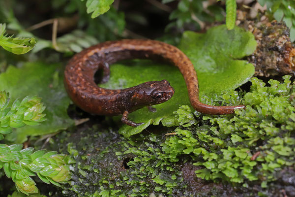 Cordillera Central Moss Salamander (Nototriton abscondens) 