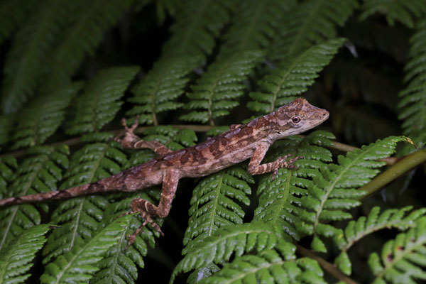 Highland Anole (Anolis altae)