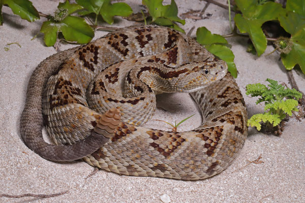 Yucatán Neotropical Rattlesnake (Crotalus tzabcan)