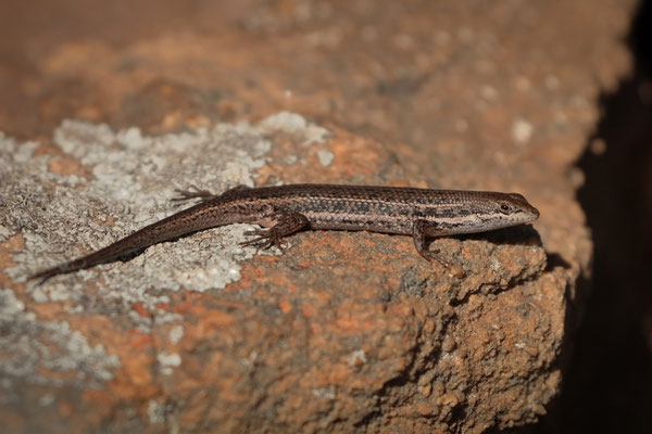 Variegated Skink (Trachylepis variegata)