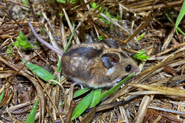 Brants's Climbing Mouse (Dendromus mesomelas)