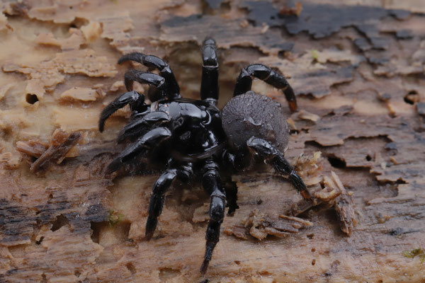 Trapdoor Spider (Ctenizidae)