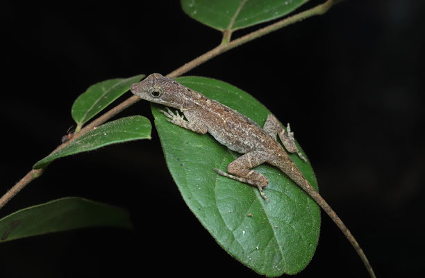 Rodriguez's Anole (Anolis rodriguezii)