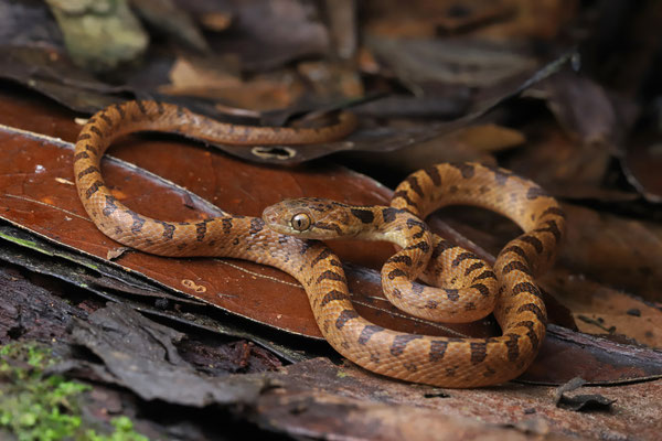 Northern Cat-eyed Snake (Leptodeira septentrionalis) 