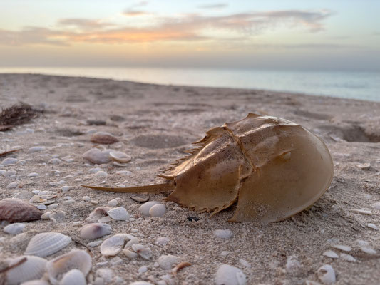 Atlantic Horseshoe Crab (Limulus polyphemus)