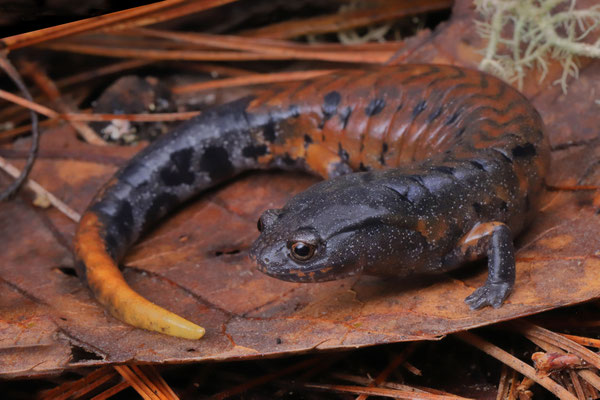 Fire-tail Pinewood Salamander (Pseudoeurycea conanti)