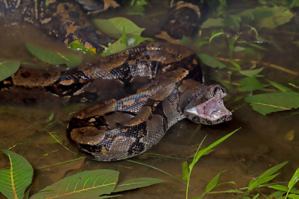 Central American Boa (Boa imperator)