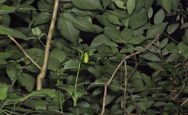 Sleepy Black-eyed Leaf Frog (Agalychnis moreletii) in the canopy
