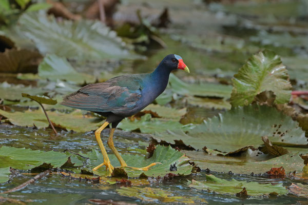 Northern Jacana (Jacana spinosa)