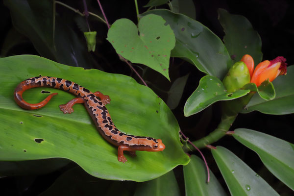 Yellowbelly Mushroomtongue Salamander (Bolitoglossa flaviventris)