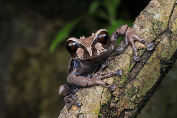 Crowned Tree Frog (Triprion spinosus)