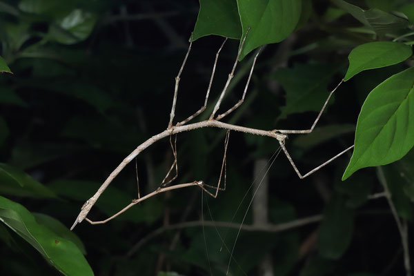 Mating Giant Stick Insects (Phanocles sp.)