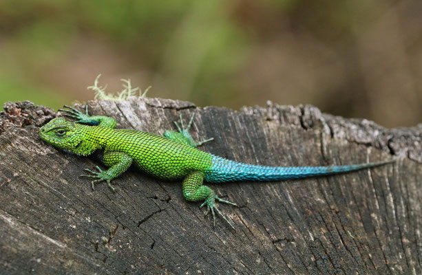 Bocourt's Emerald Lizard (Sceloporus smaragdinus)