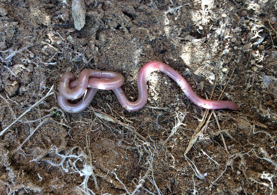 Eurasian Worm Snake (Xerotyphlops vermicularis) 